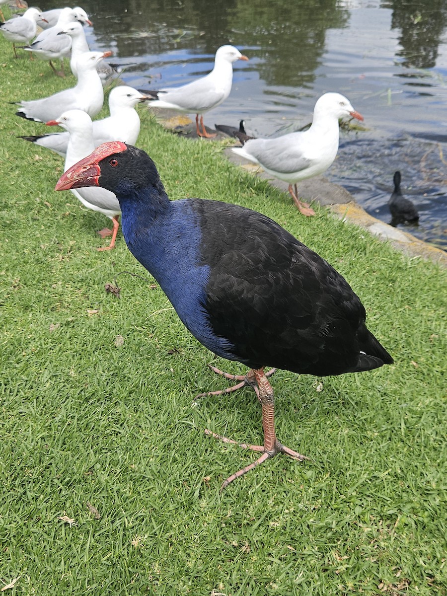 オーストラリアセイケイ - ML645876592