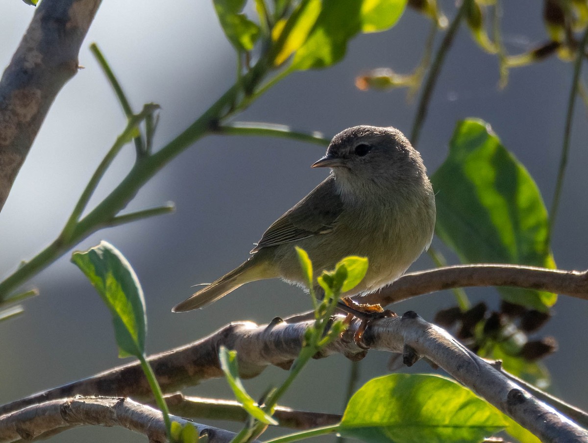 サメズアカアメリカムシクイ - ML645876593