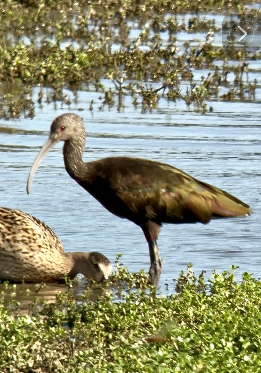 カオジロブロンズトキ - ML645876598