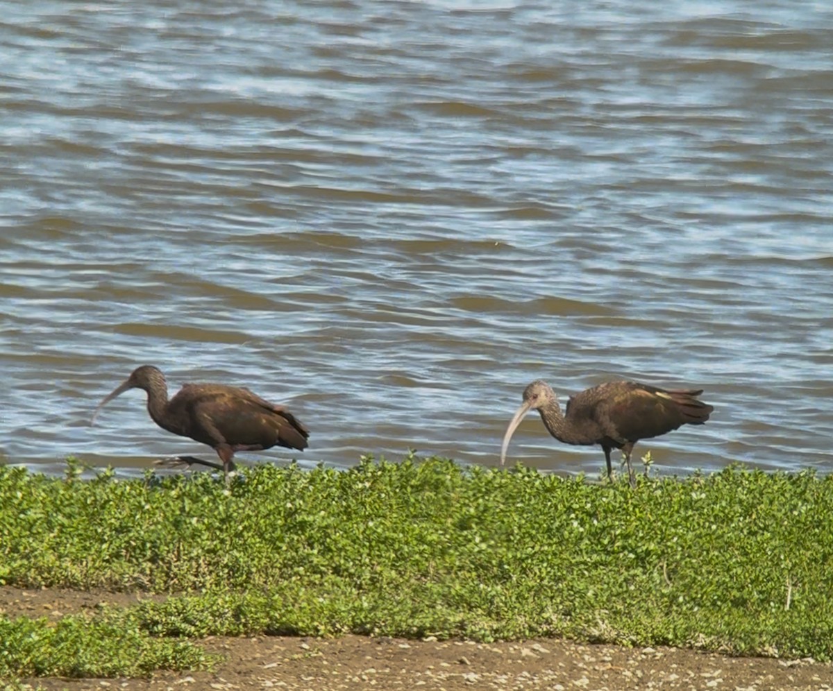 カオジロブロンズトキ - ML645876599