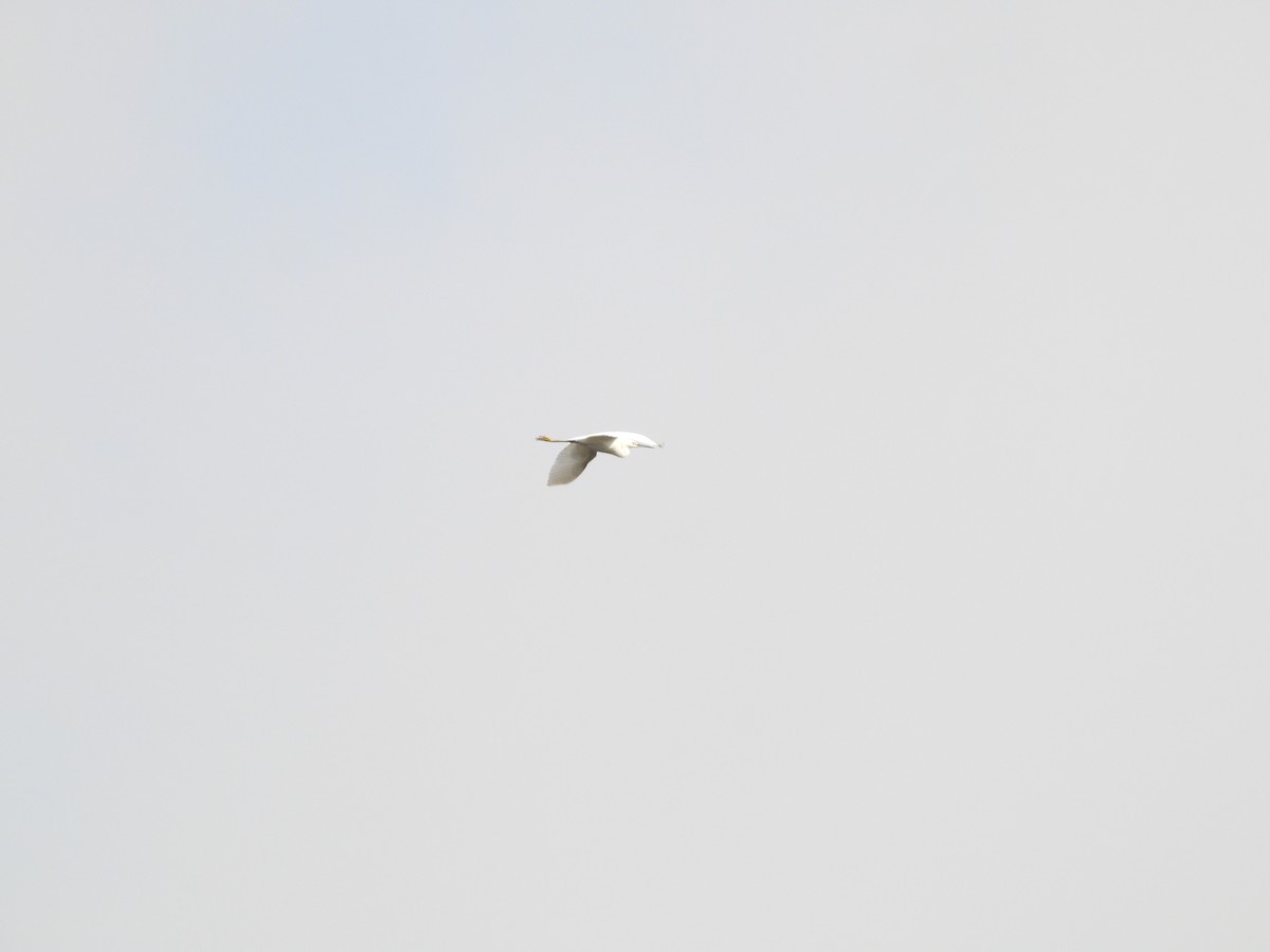 ダイサギ - ML645876600