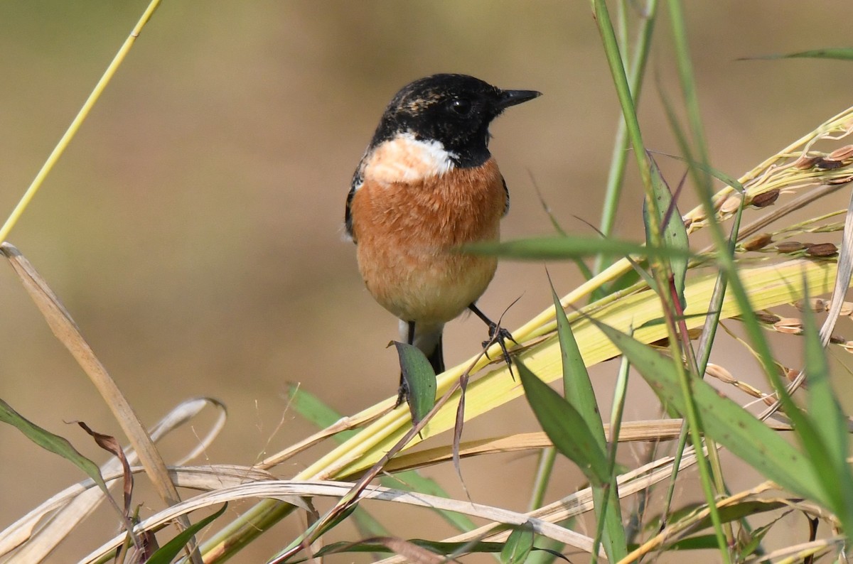 シベリアノビタキ - ML645876601