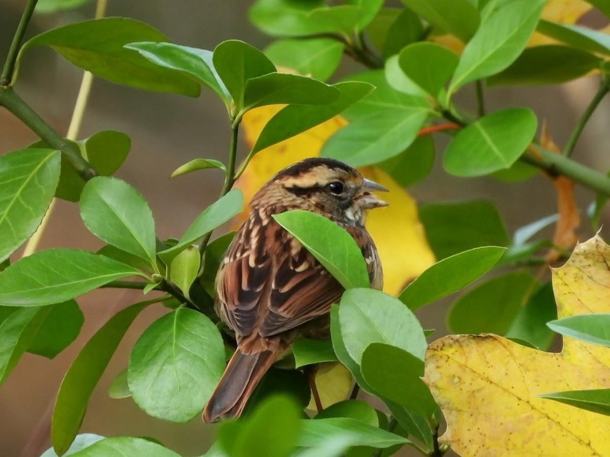 ノドジロシトド - ML645876602