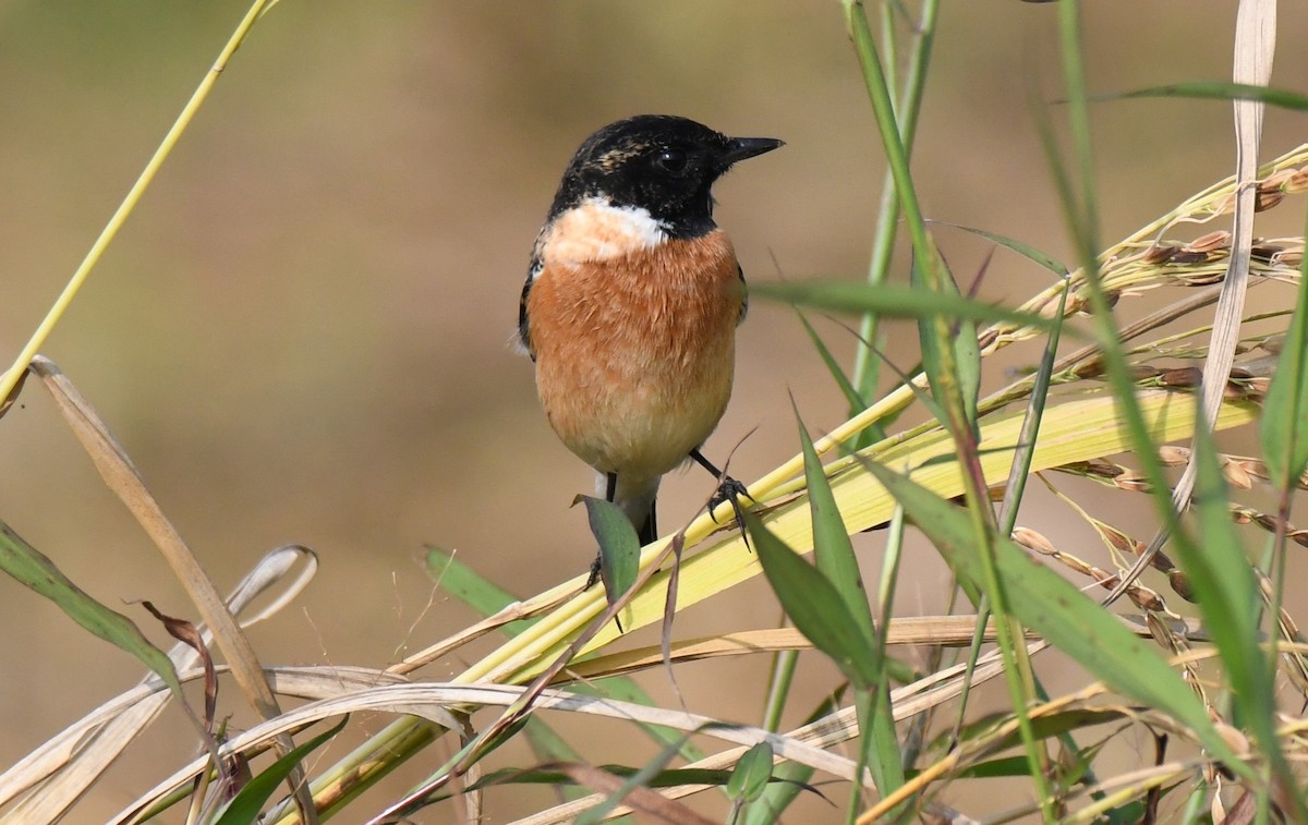 シベリアノビタキ - ML645876610