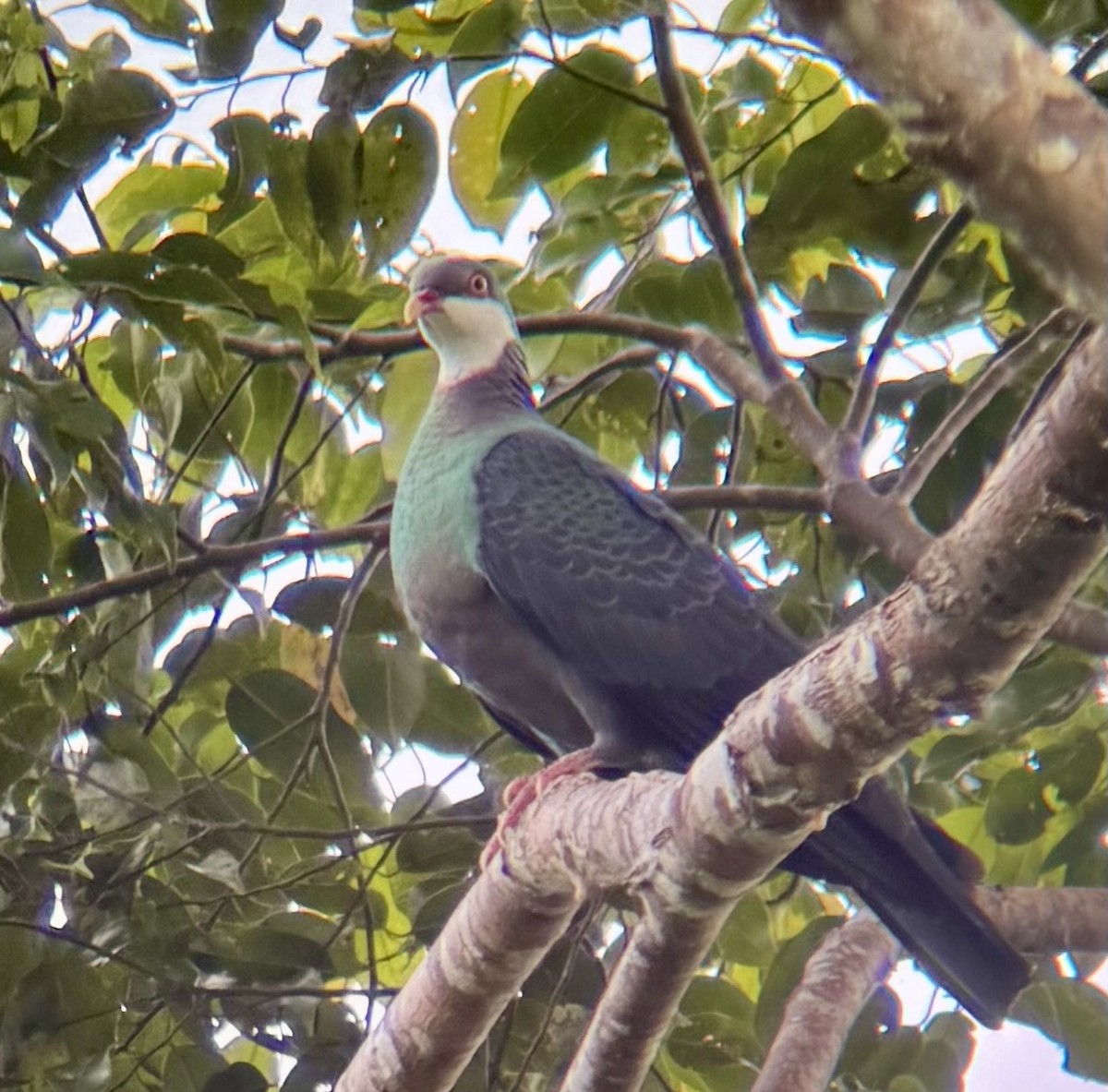 アカメカラスバト - ML645876611