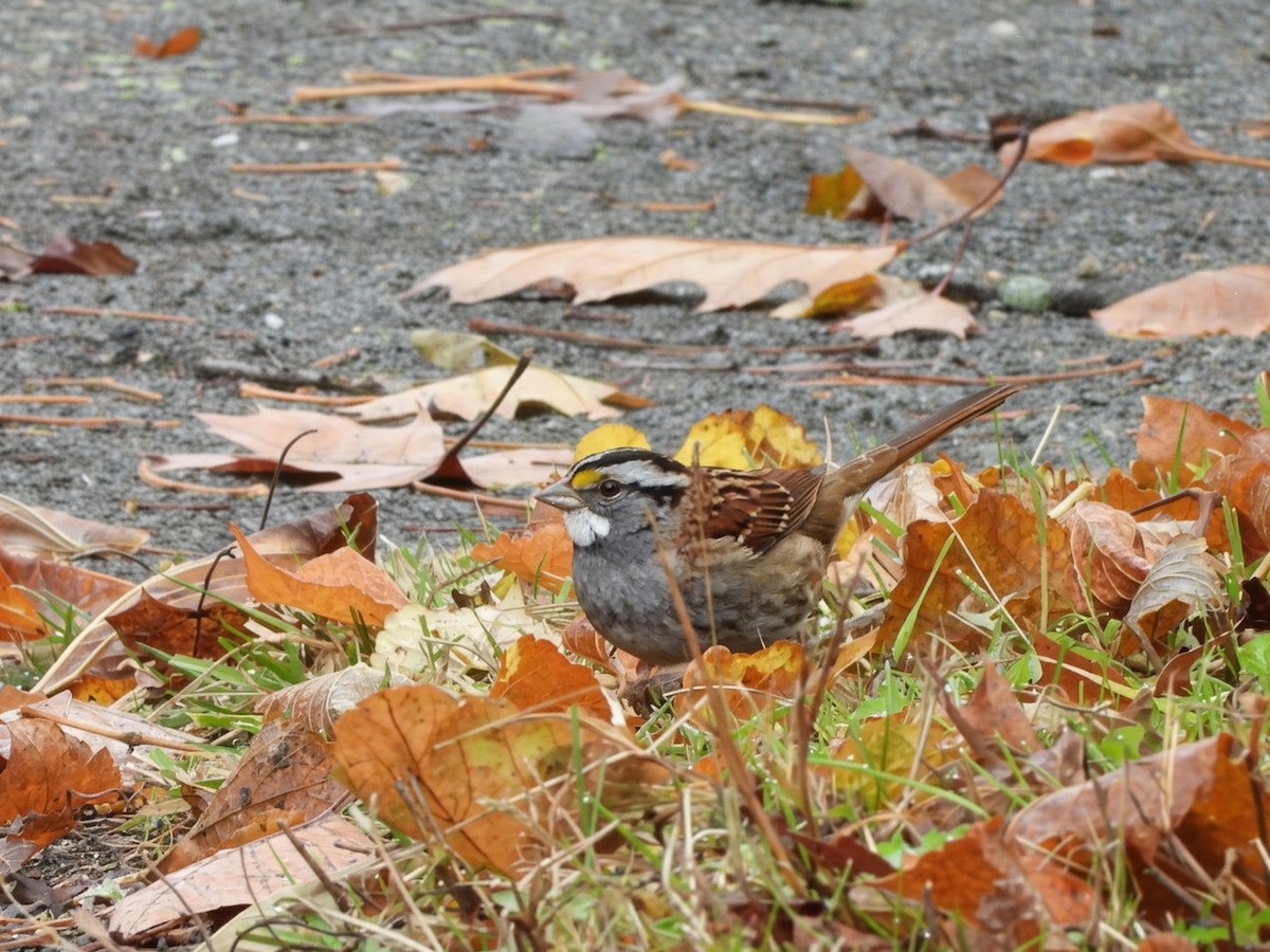 ノドジロシトド - ML645876612