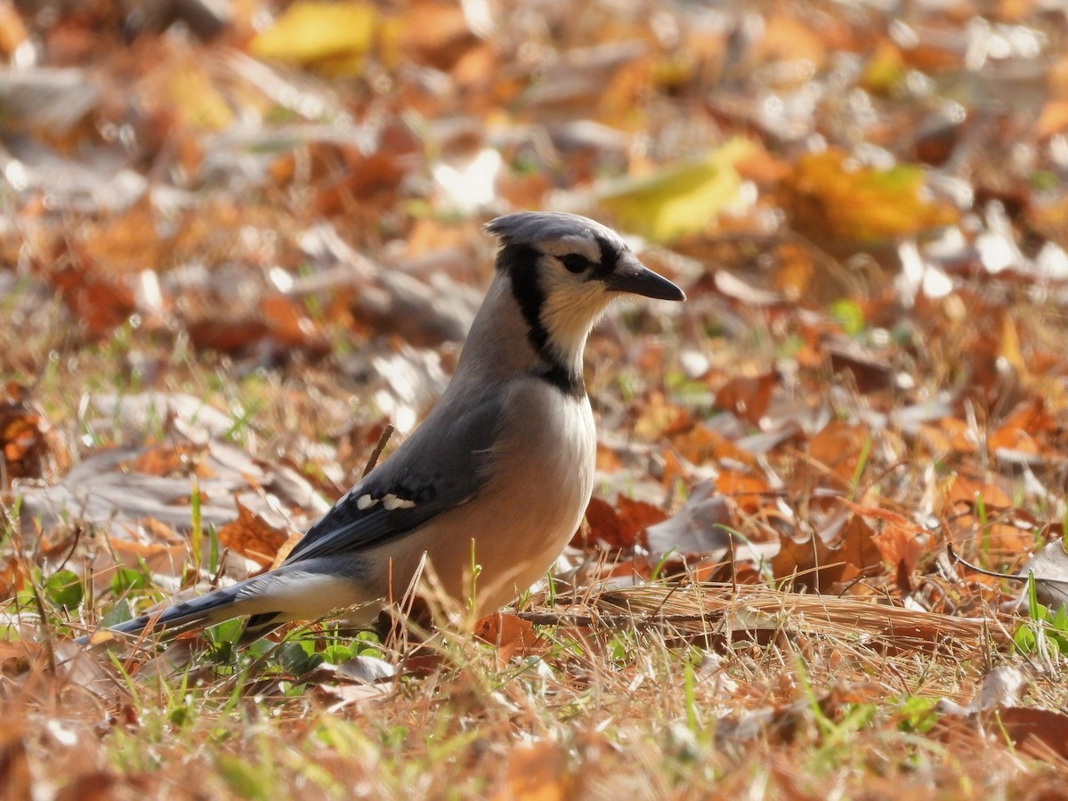 アオカケス - ML645876615