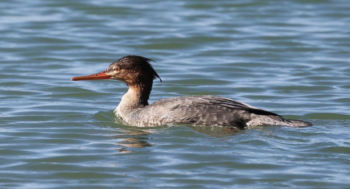 ウミアイサ - ML645876616