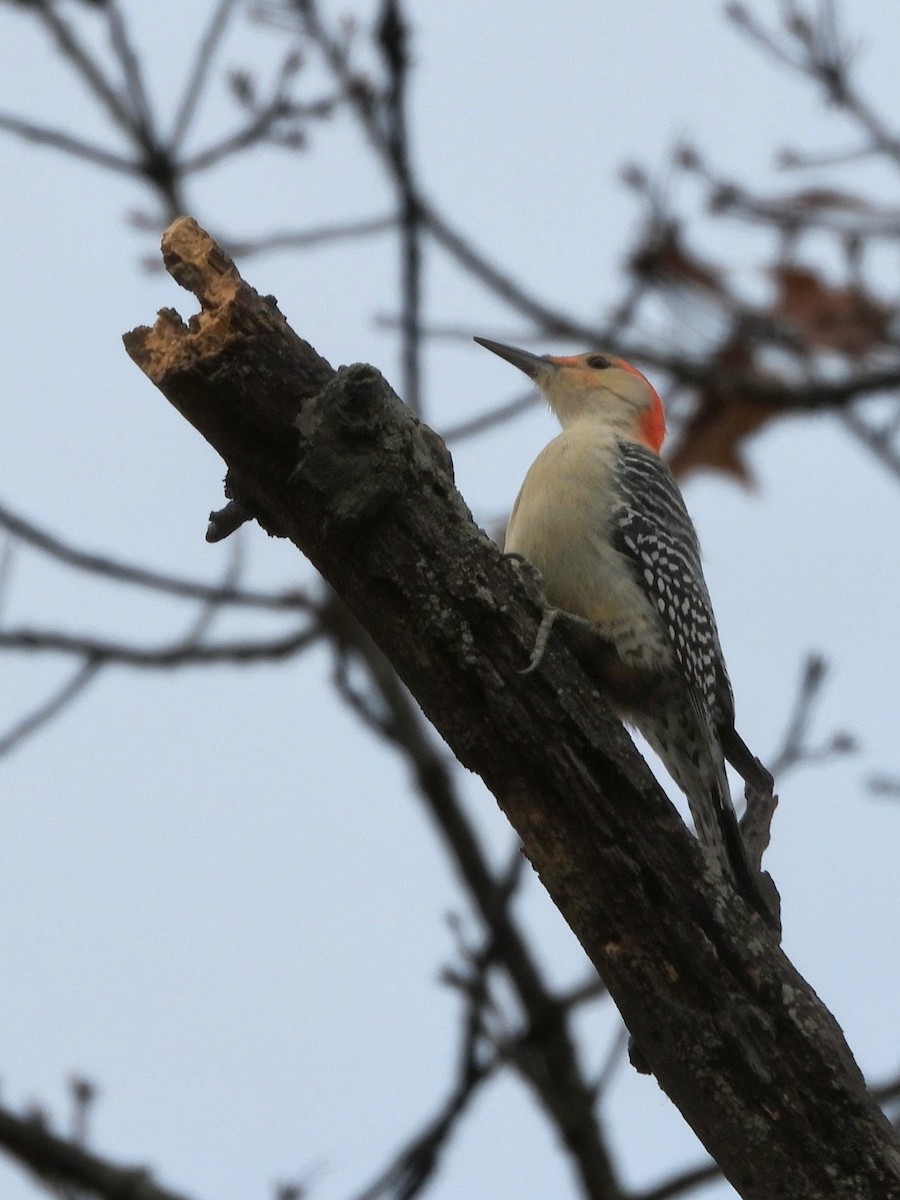 シマセゲラ - ML645876619