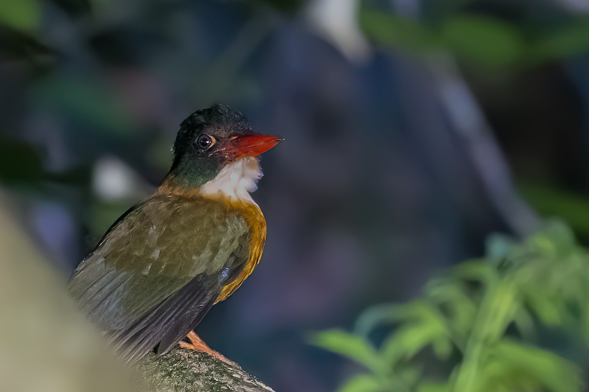 チャバラショウビン（capucinus） - ML645876623