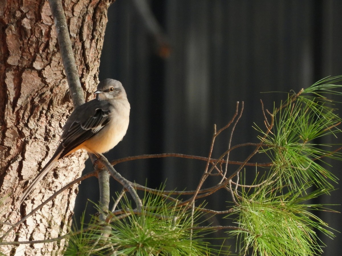 マネシツグミ - ML645876625