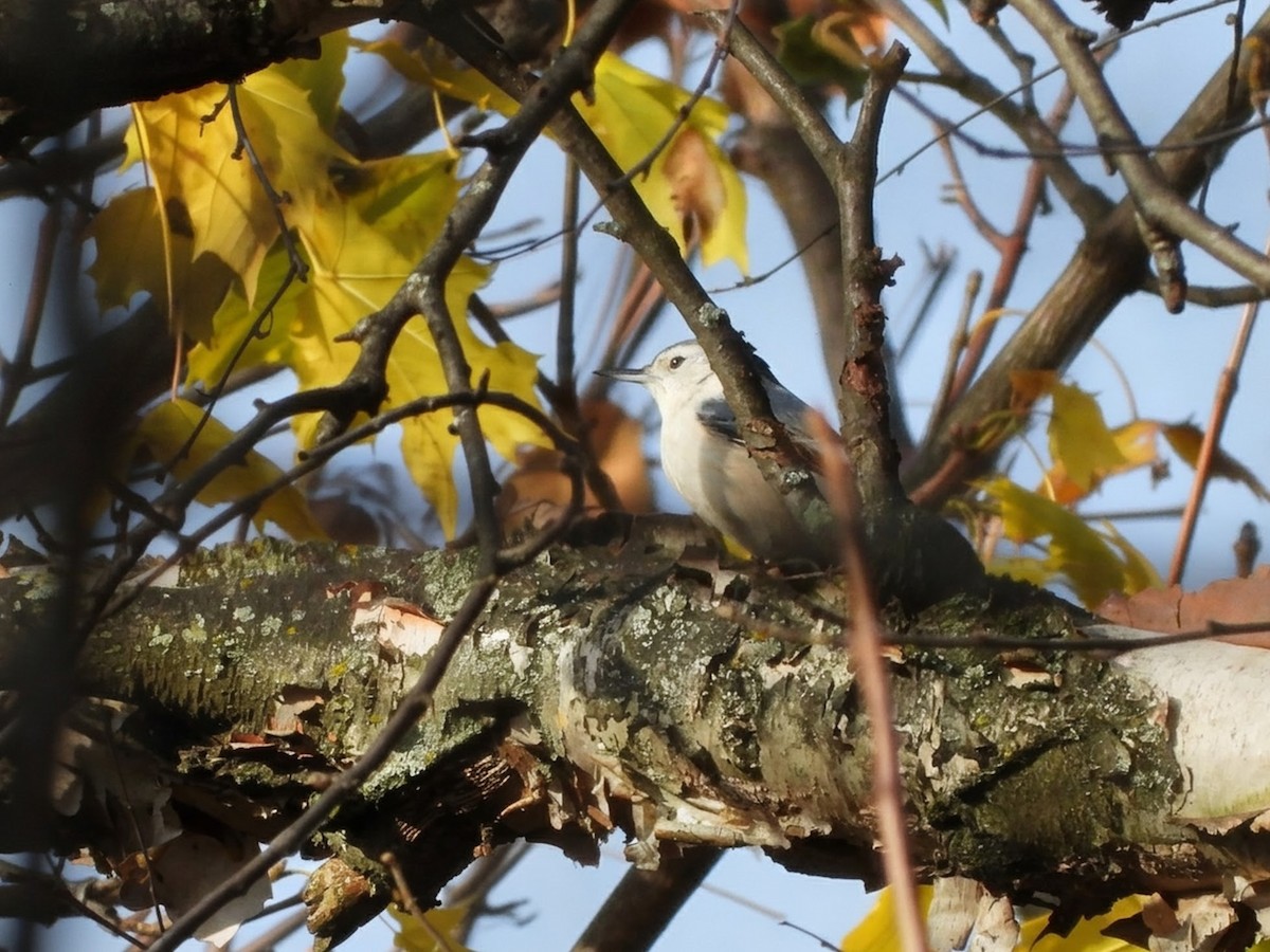 White-breasted Nuthatch - ML645876626