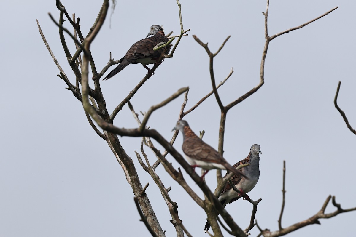 Bar-shouldered Dove - ML645876629