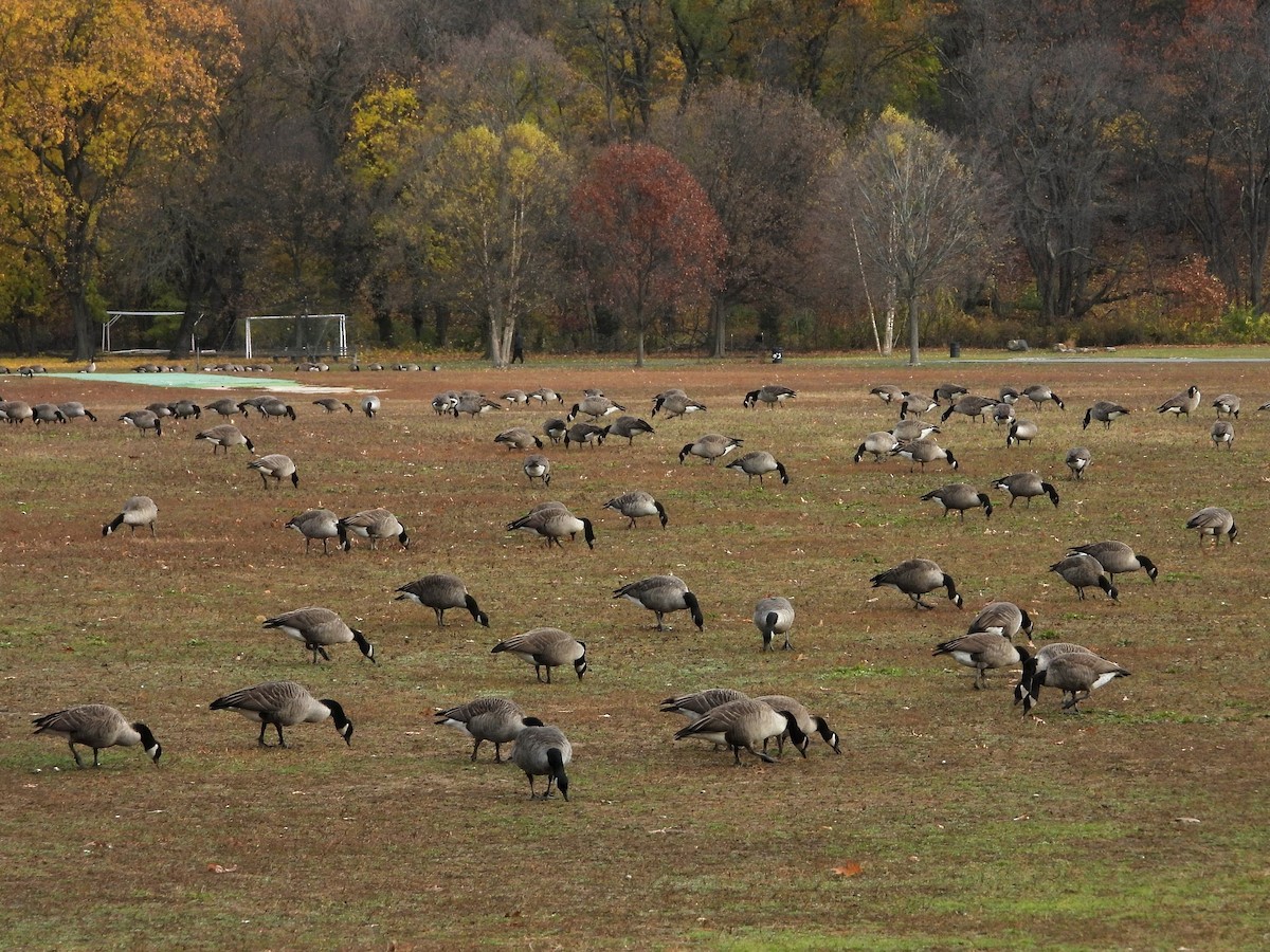 Barnacla Canadiense Grande - ML645876634