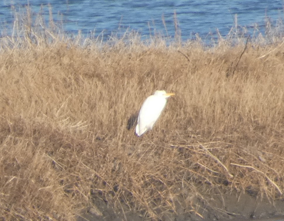 Western Cattle-Egret - ML645876635