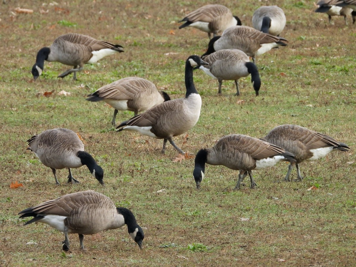 Barnacla Canadiense Grande - ML645876639