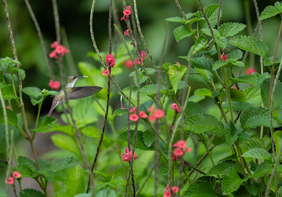 White-bellied Emerald - ML645876644