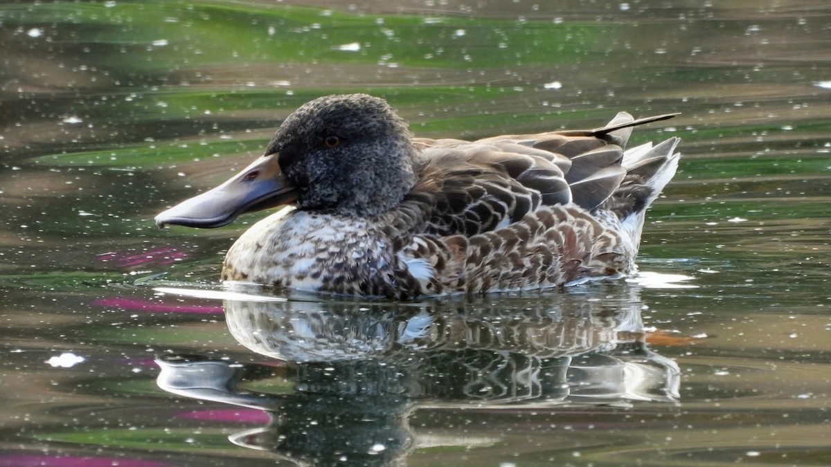 Northern Shoveler - ML645876646