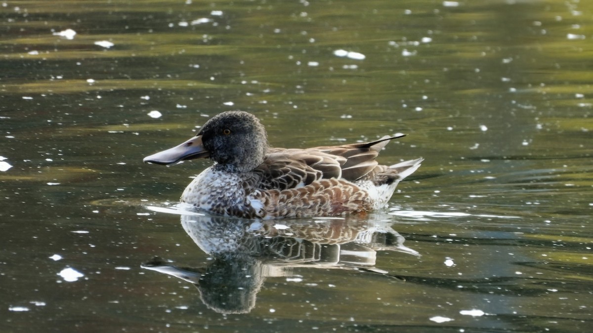 Northern Shoveler - ML645876647