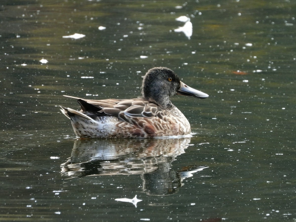 Northern Shoveler - ML645876651