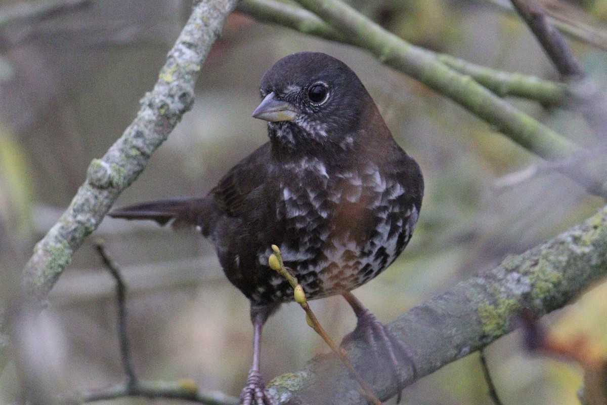 strnadec kaštanový - ML645876666