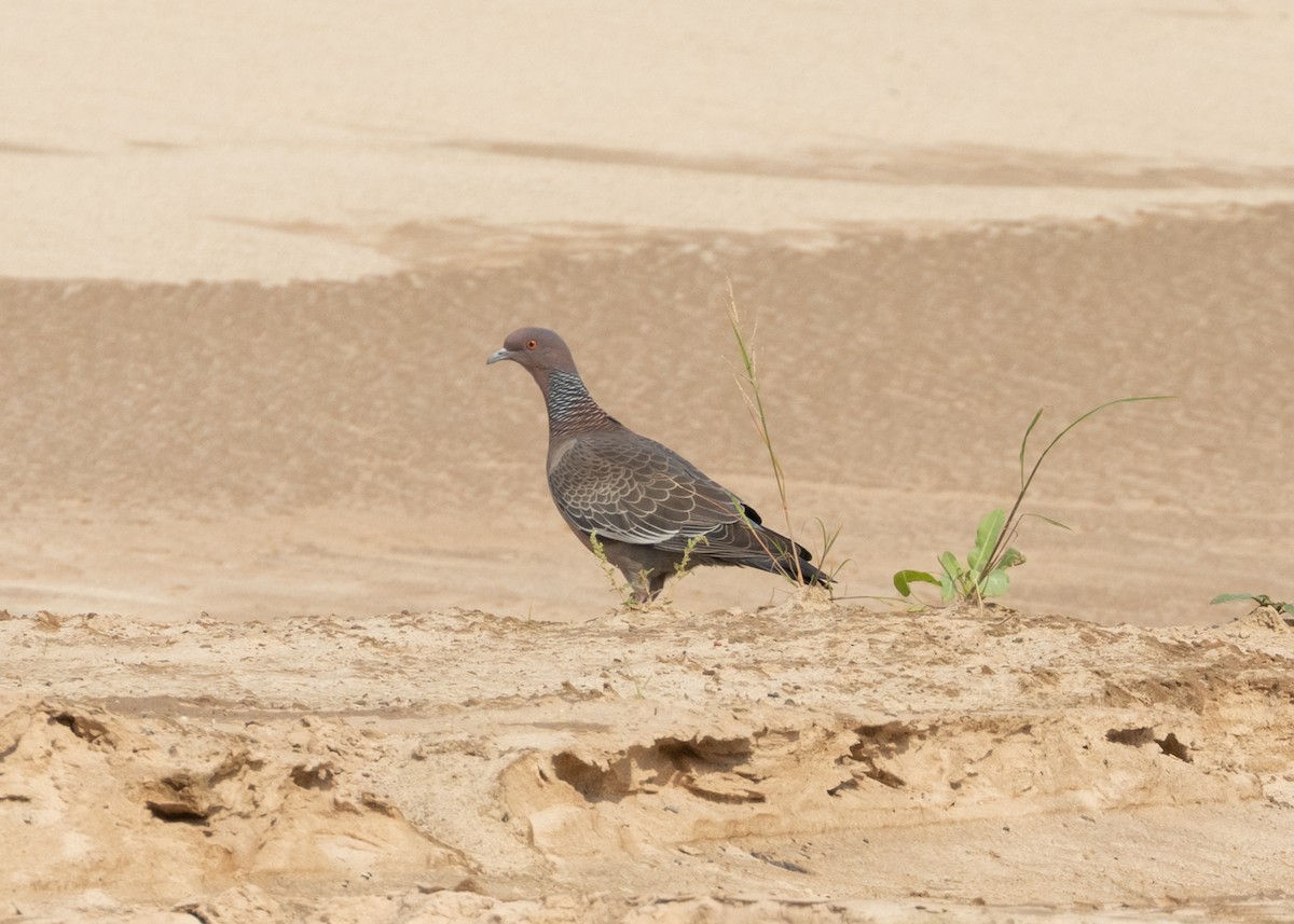 Picazuro Pigeon - ML645876683