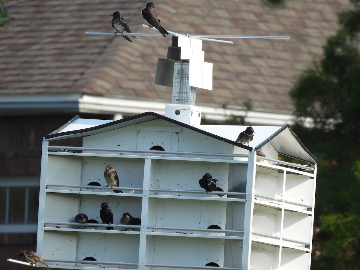 Hirondelle noire - ML645876687