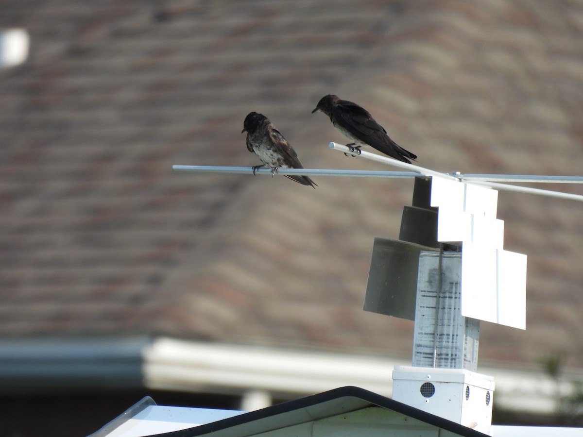 Hirondelle noire - ML645876688