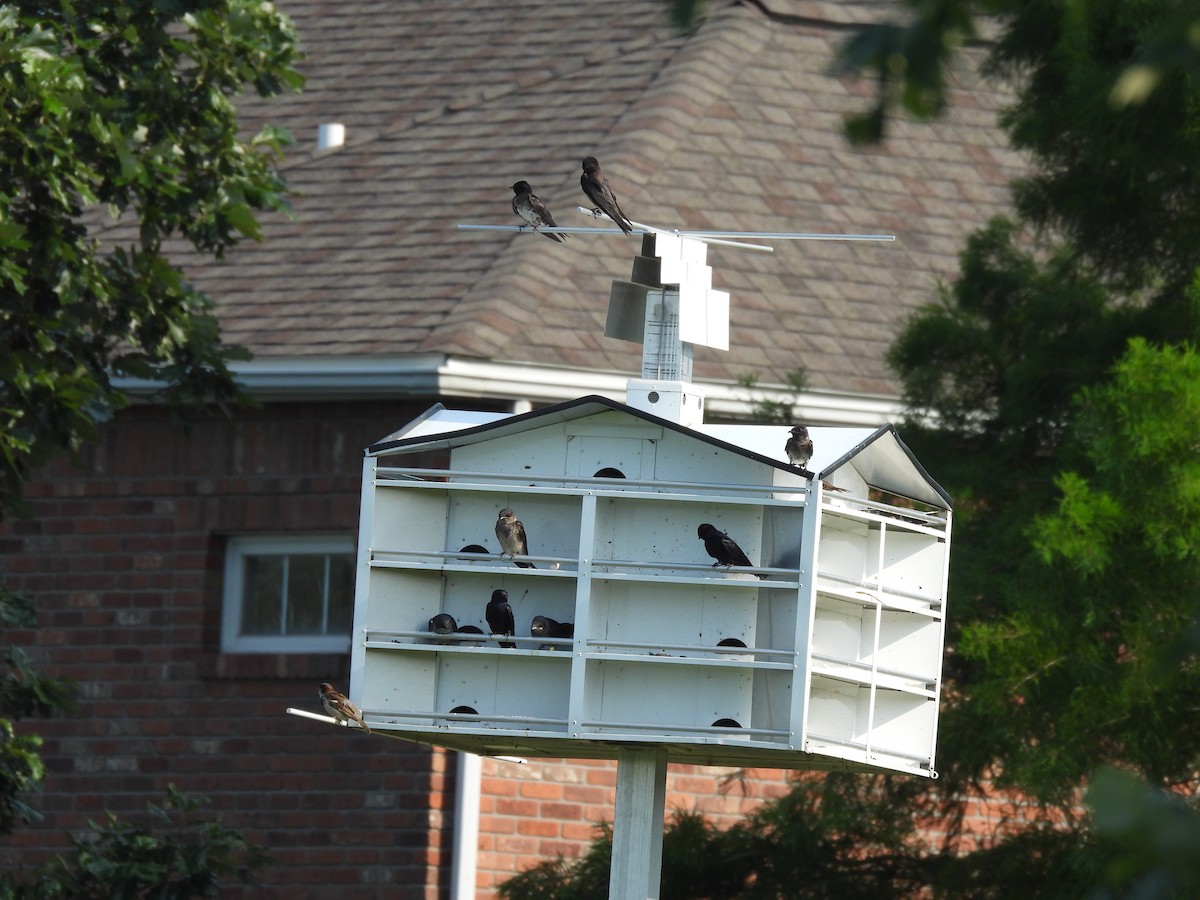 Hirondelle noire - ML645876689