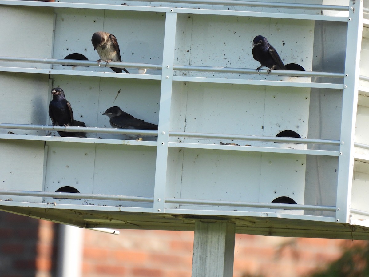 Hirondelle noire - ML645876690