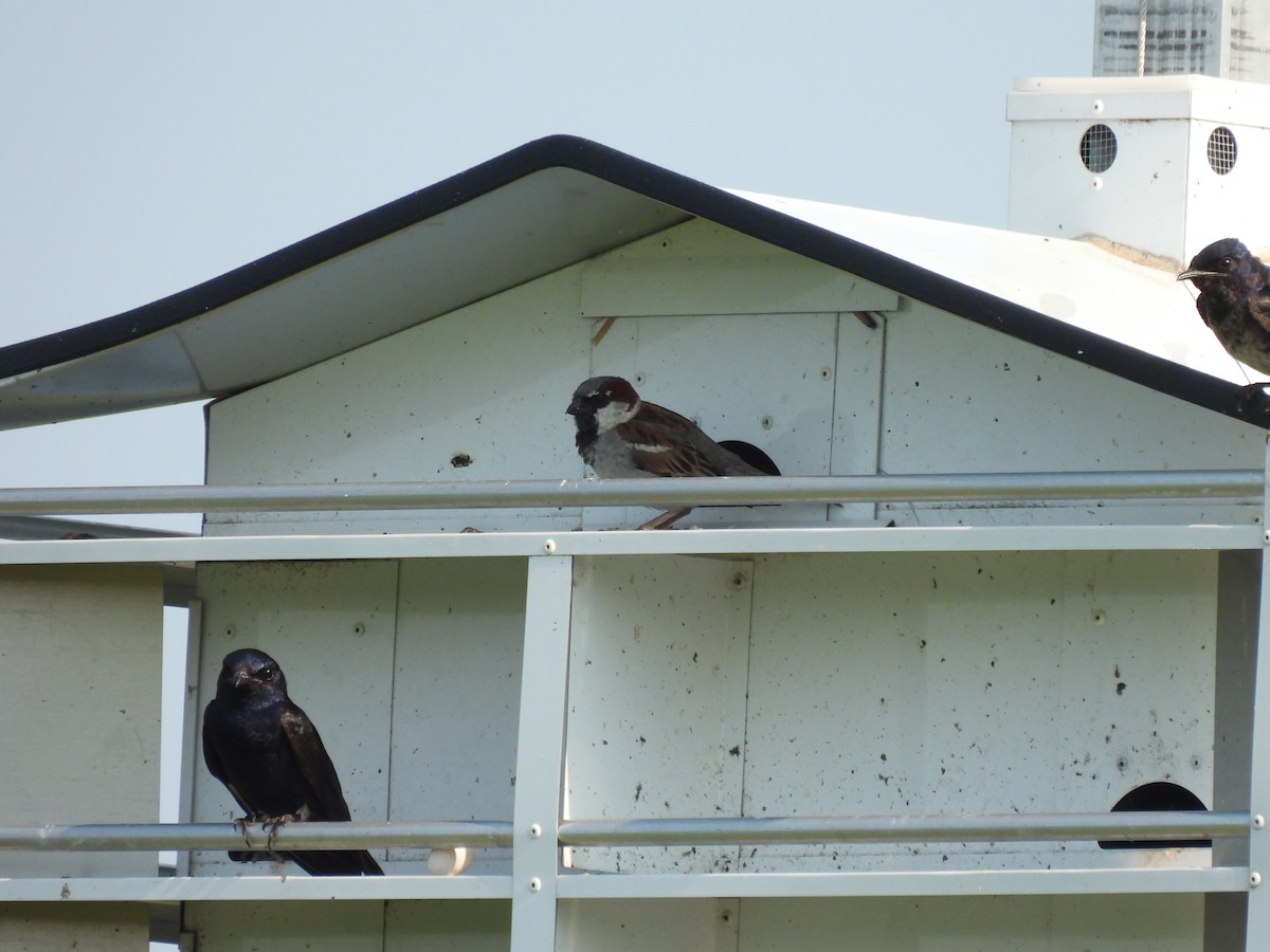 Hirondelle noire - ML645876691