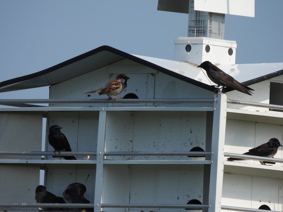 Hirondelle noire - ML645876692