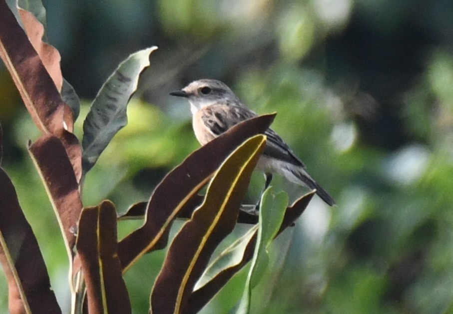 bramborníček sibiřský - ML645876710