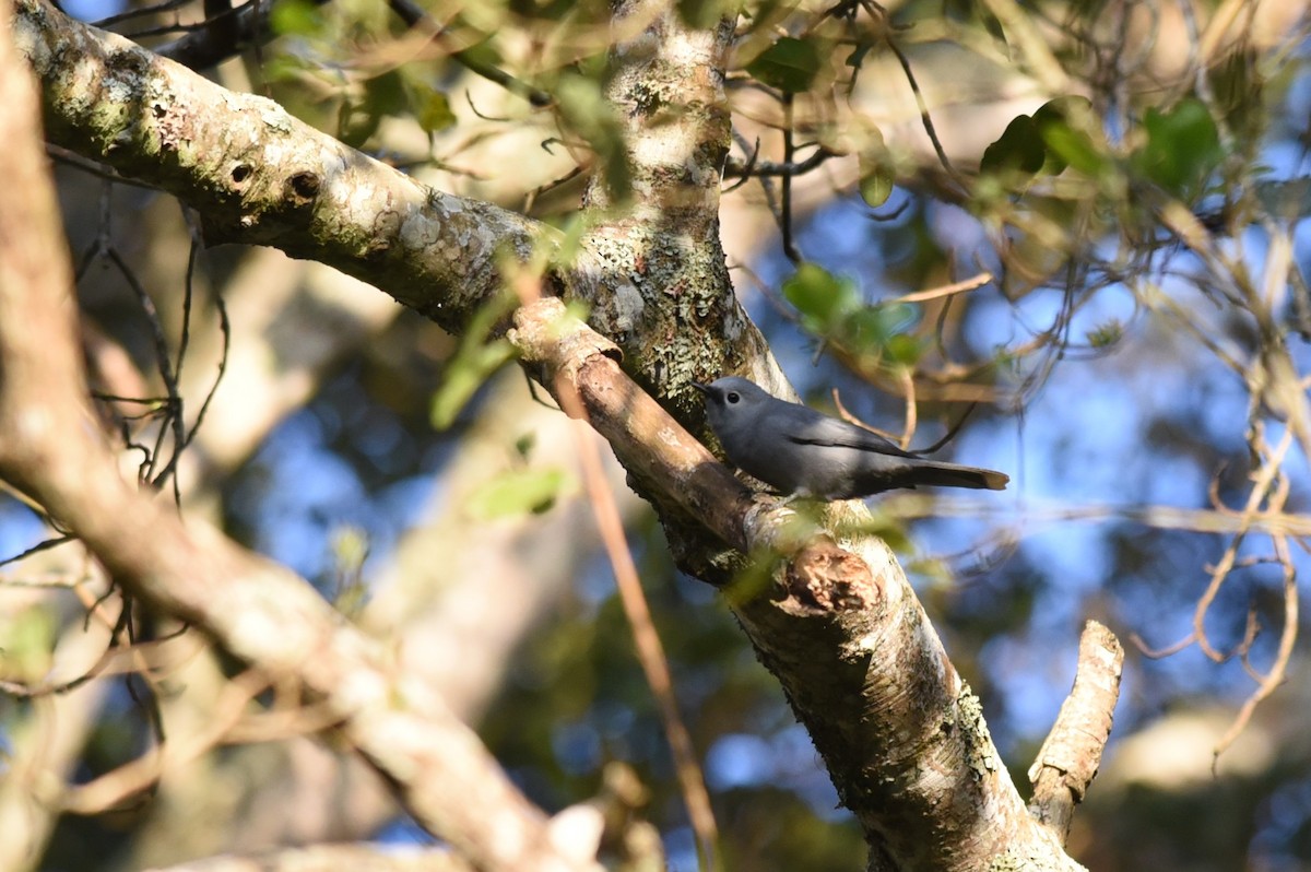 Gray Cuckooshrike - ML645876711
