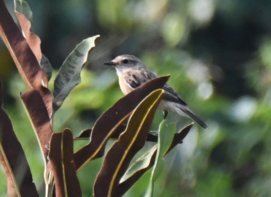 bramborníček sibiřský - ML645876713