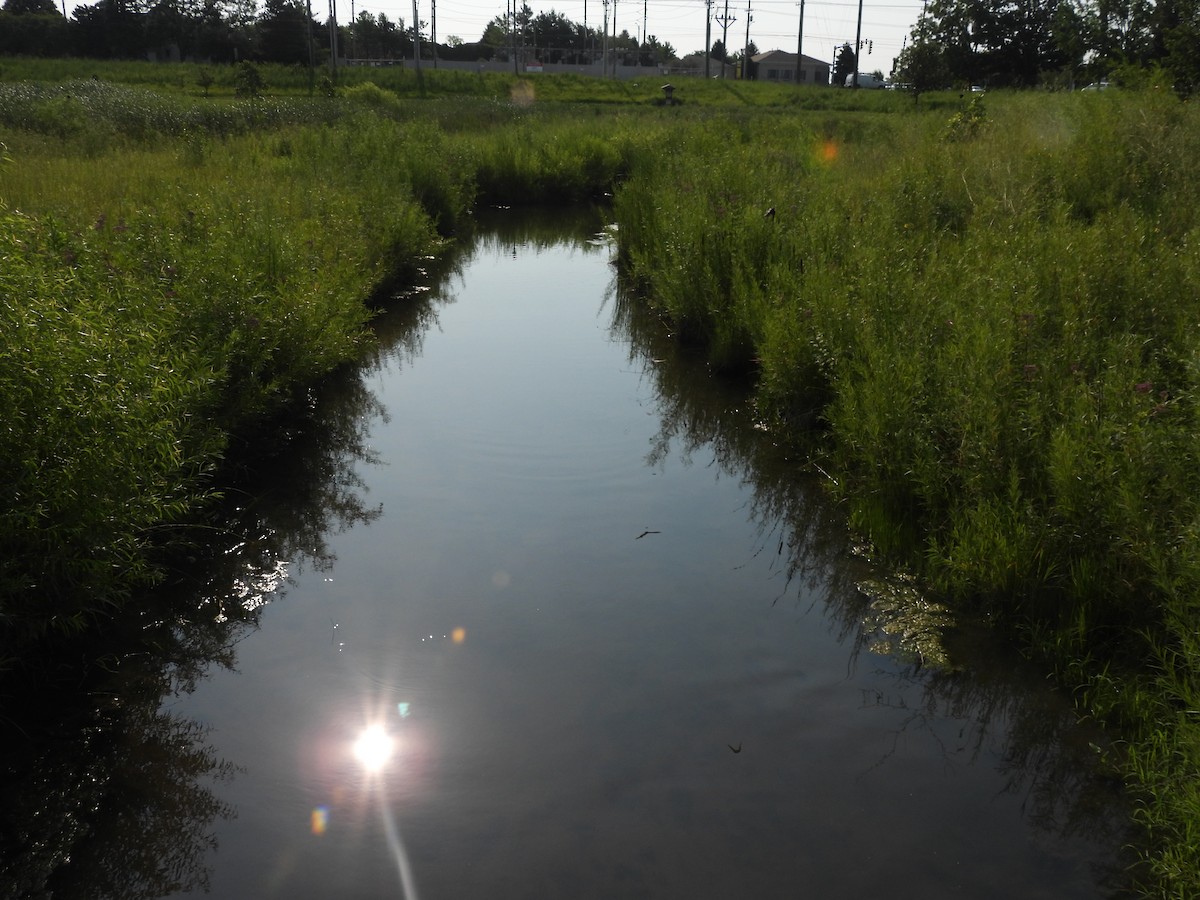 Ластівка сільська - ML645876717