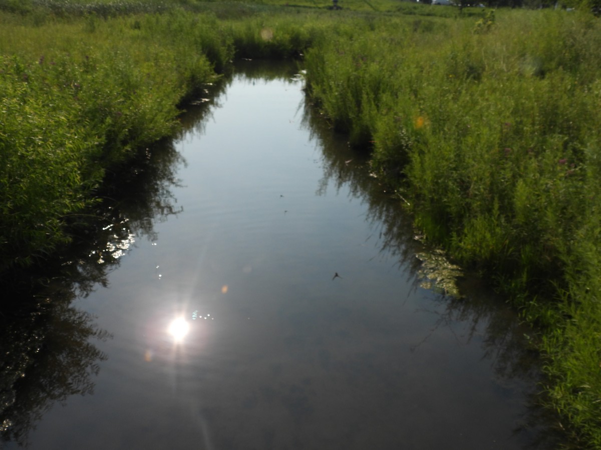 Ластівка сільська - ML645876718