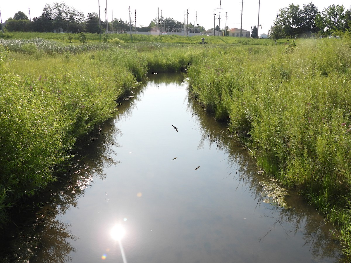 Ластівка сільська - ML645876719