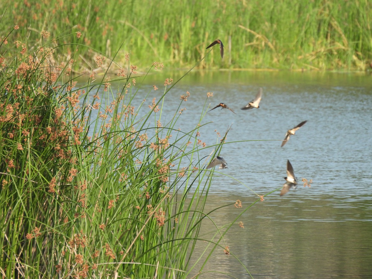Ластівка сільська - ML645876720