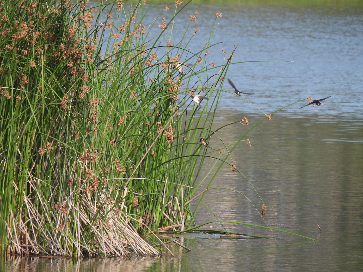 Ластівка сільська - ML645876721