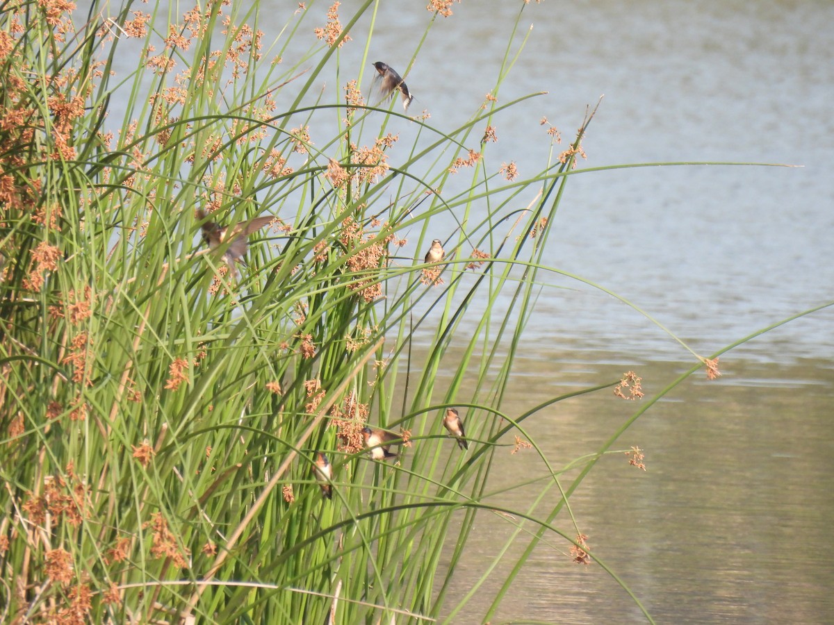 Ластівка сільська - ML645876722
