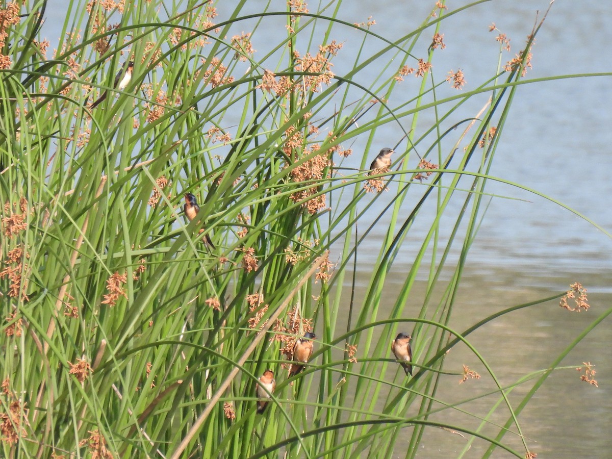 Ластівка сільська - ML645876723