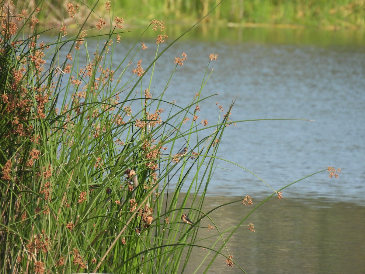 Ластівка сільська - ML645876724