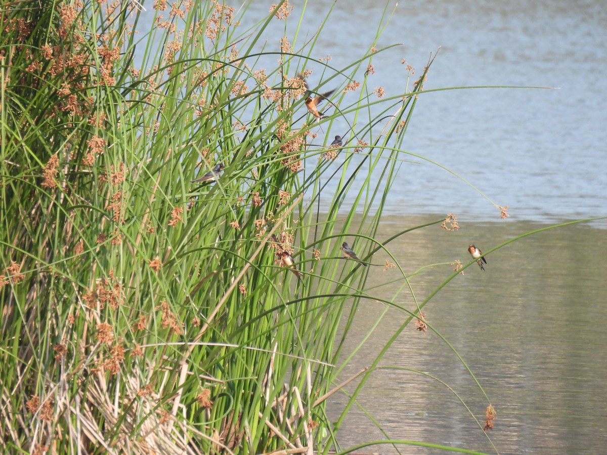 Ластівка сільська - ML645876725