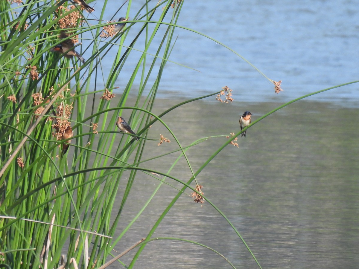 Ластівка сільська - ML645876726