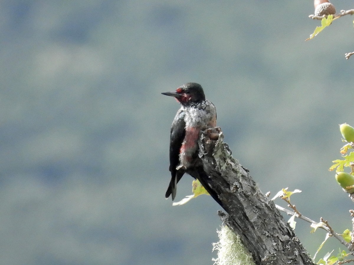 Lewis's Woodpecker - ML645876742