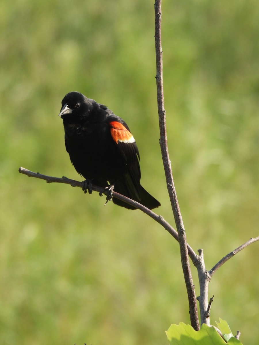 Red-winged Blackbird - ML645876743