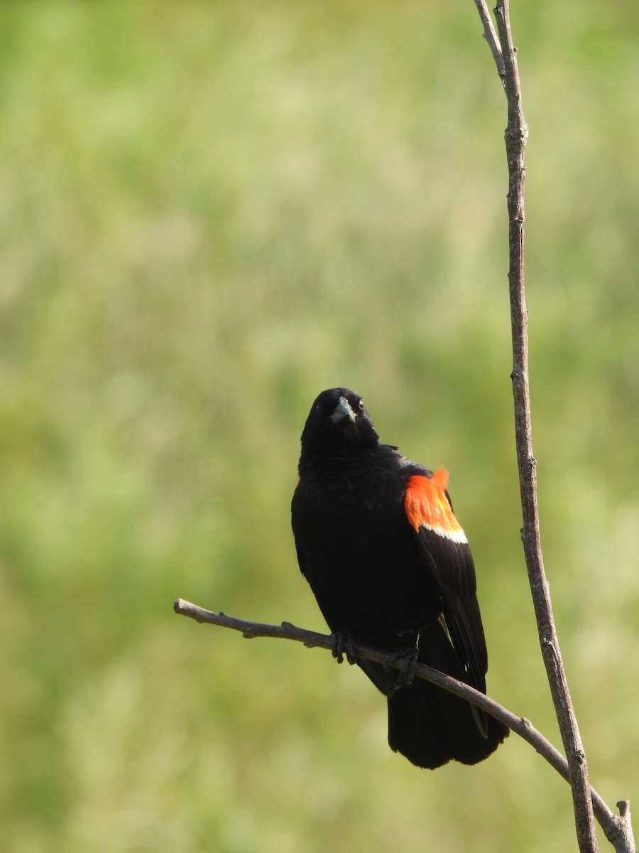Red-winged Blackbird - ML645876745