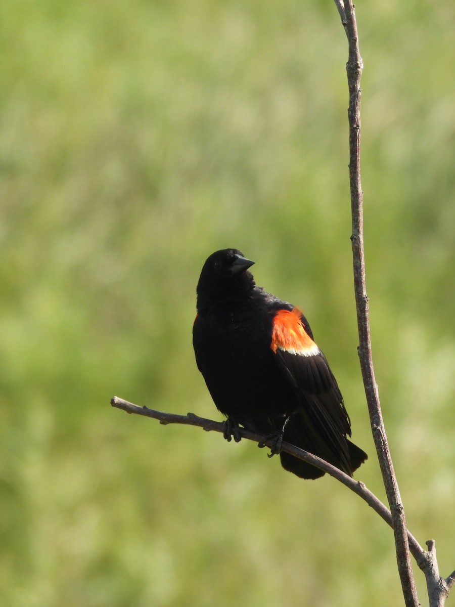 Red-winged Blackbird - ML645876746
