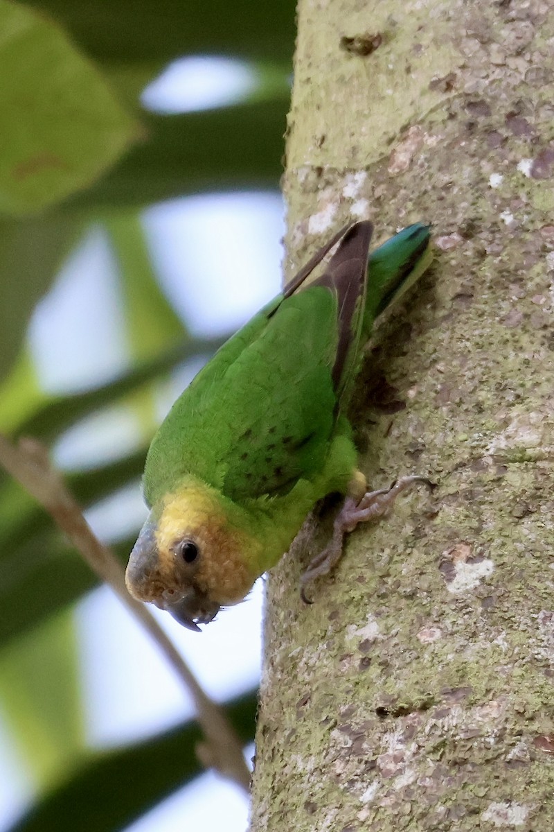 Buff-faced Pygmy-Parrot - ML645876747